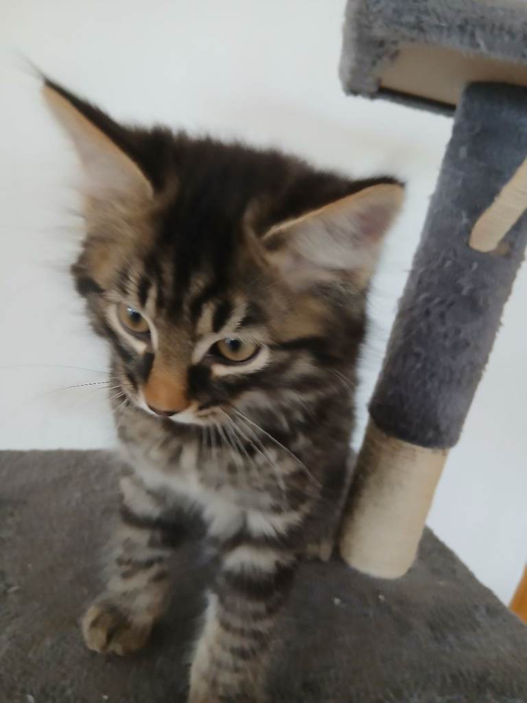 Beautiful tabby kittens