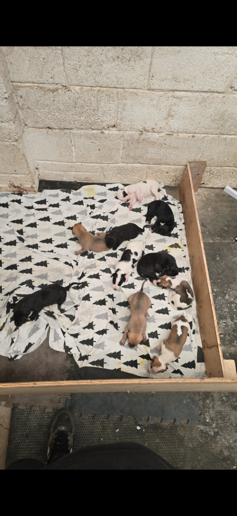 Lurcher puppies 