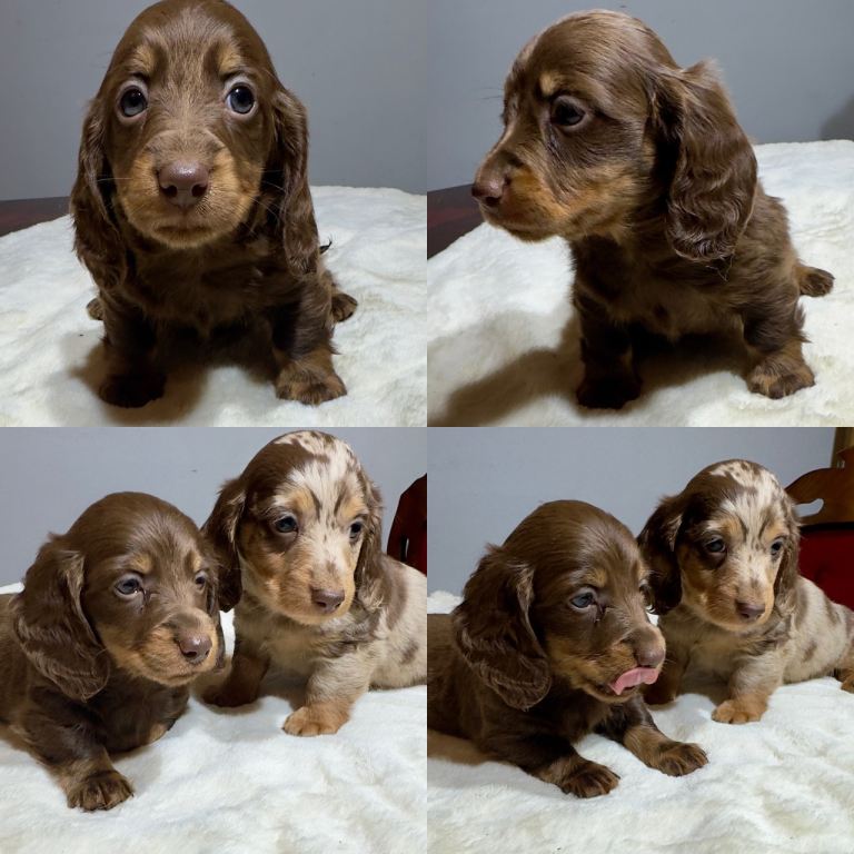 Long hair Dachshund miniature dapple tan