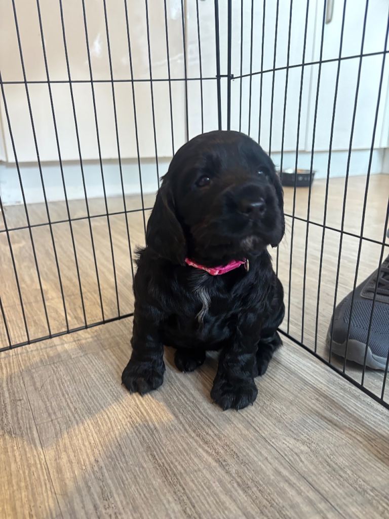 KC Cocker Spaniel