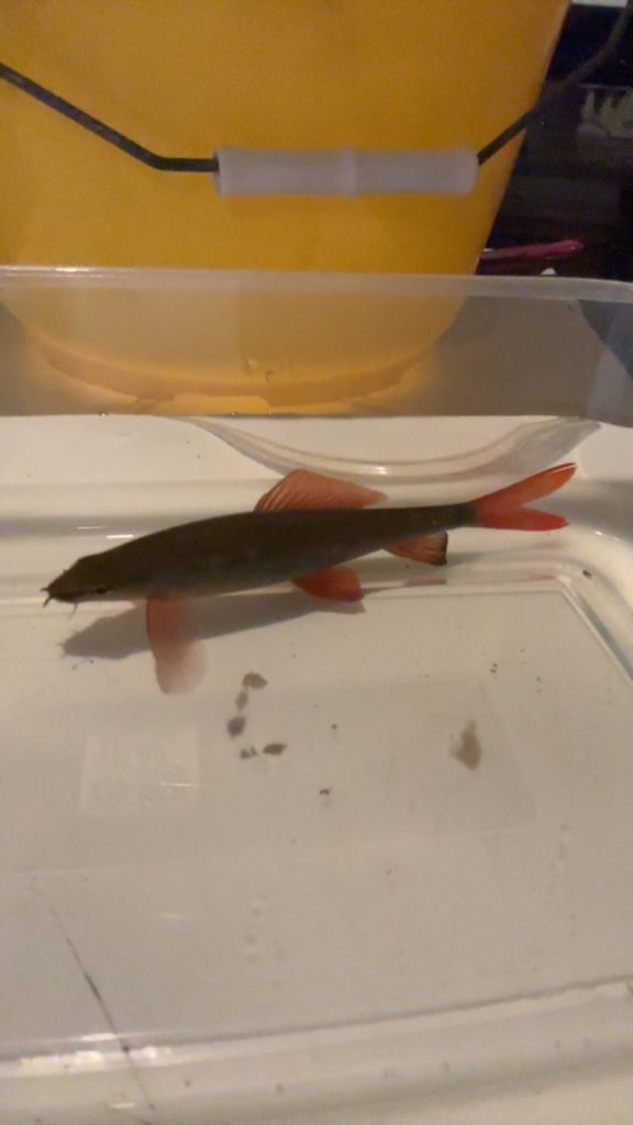 Sizeable red tip shark