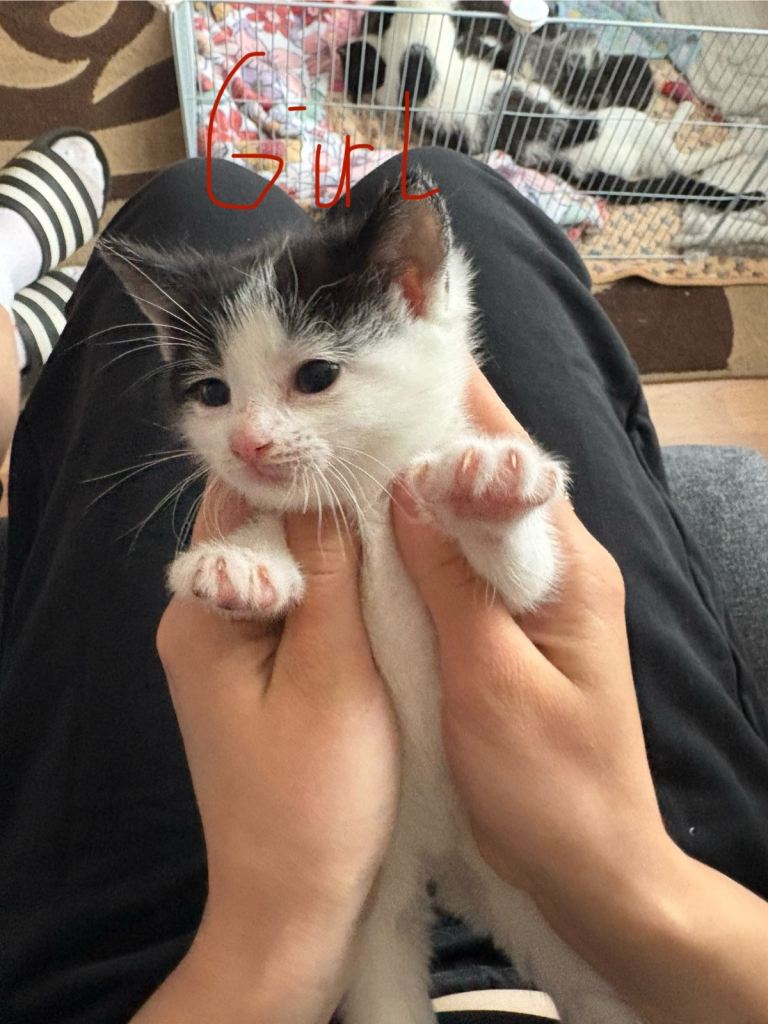 Kitten