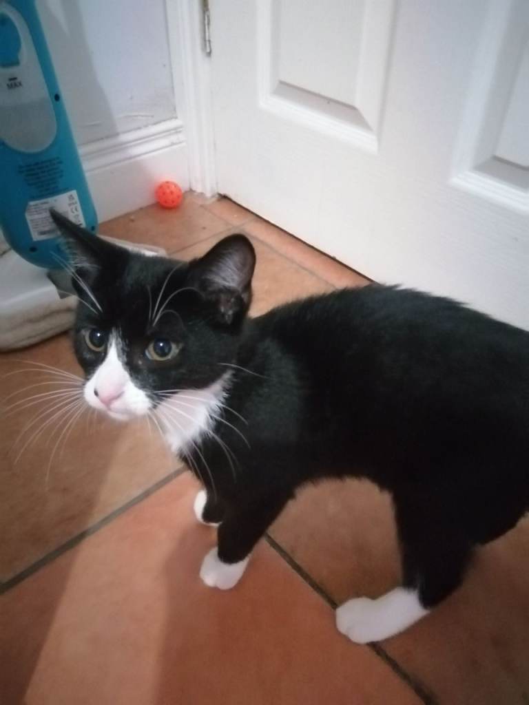 Black and white cat 