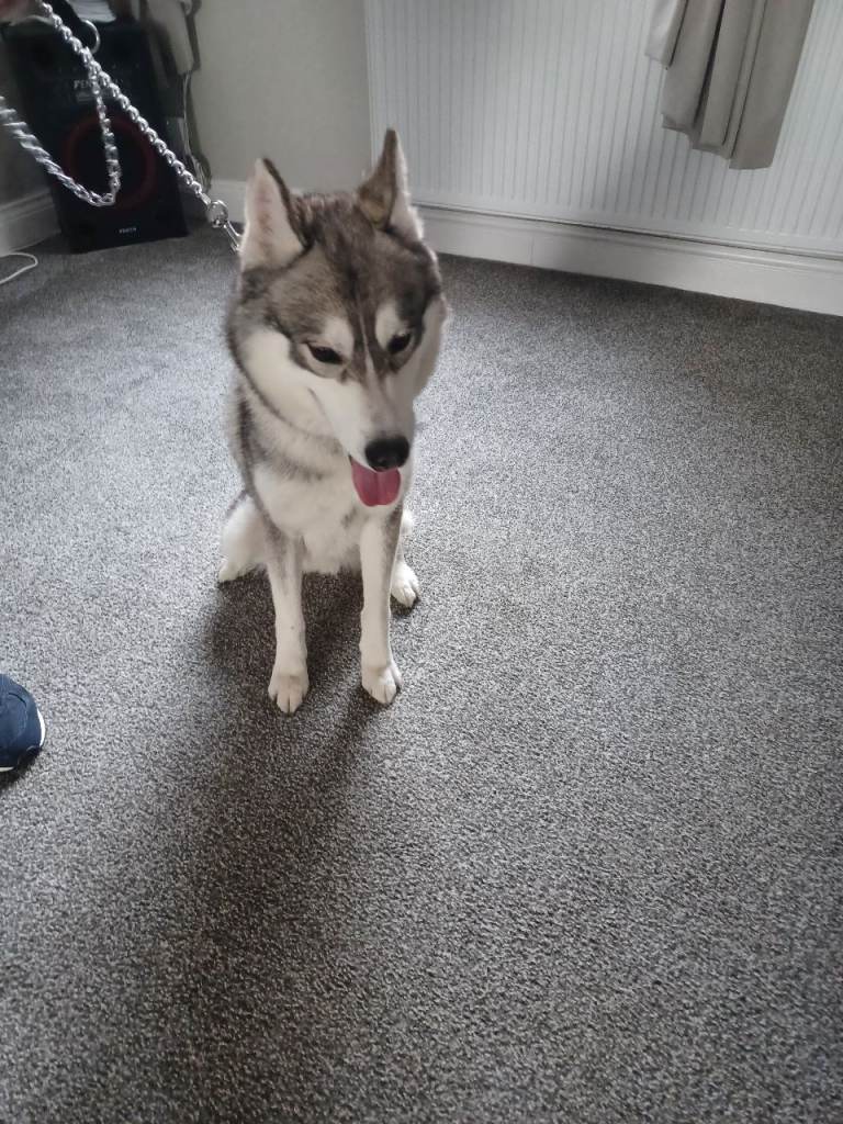 Siberian husky 