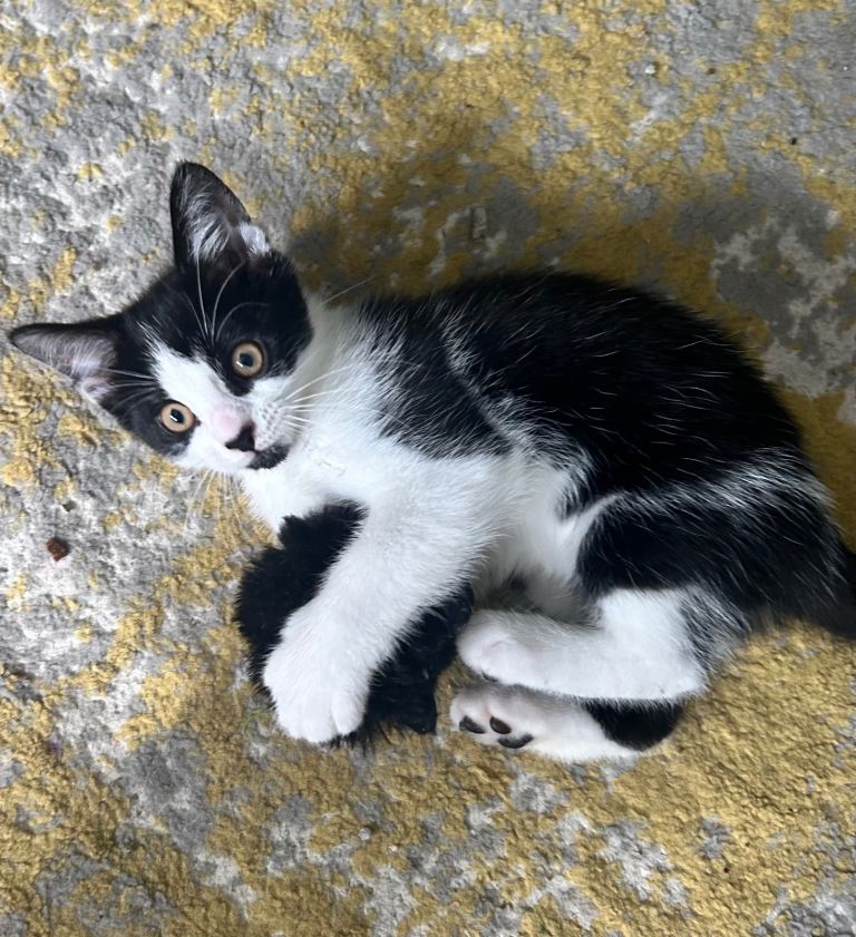 2 beautiful kittens ready for their new loving home 