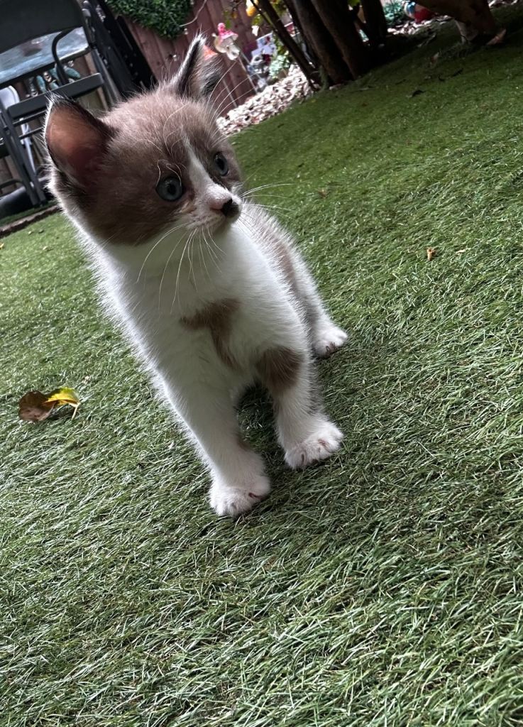 Kittens for sale