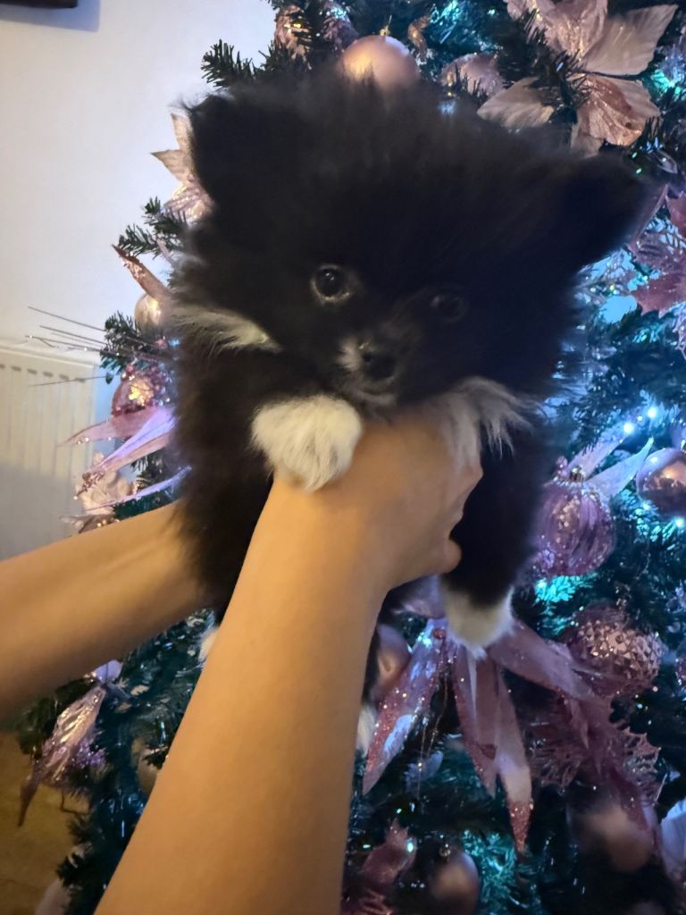 Super tiny Pomeranian girl
