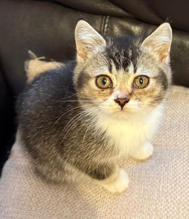 British shorthair 5th generation pure pedigree 