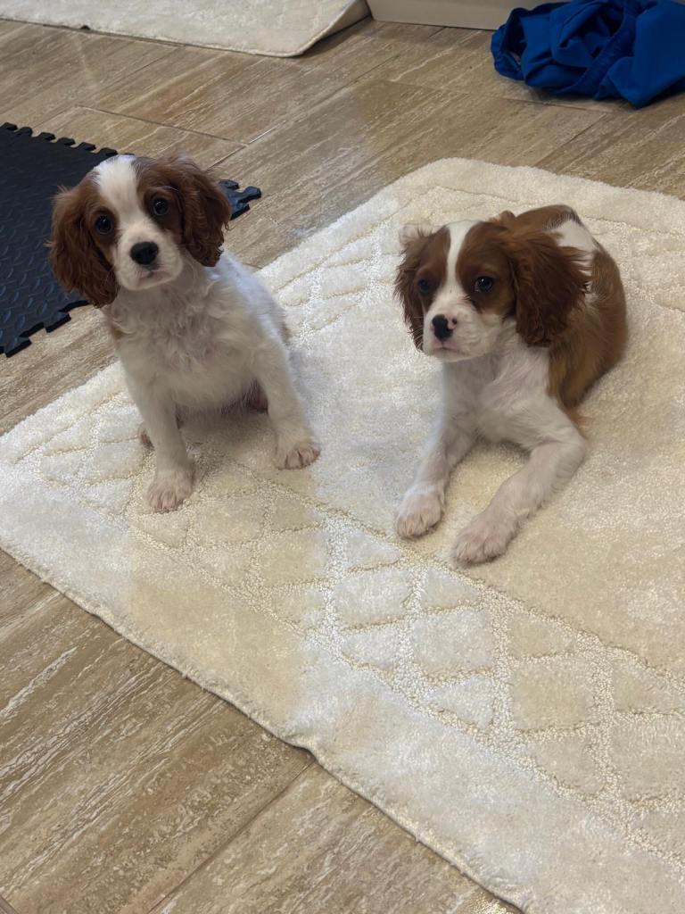 “Cavalier King Charles”