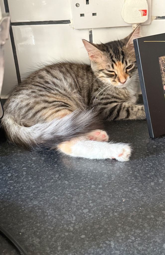 Beautiful female kitten available 