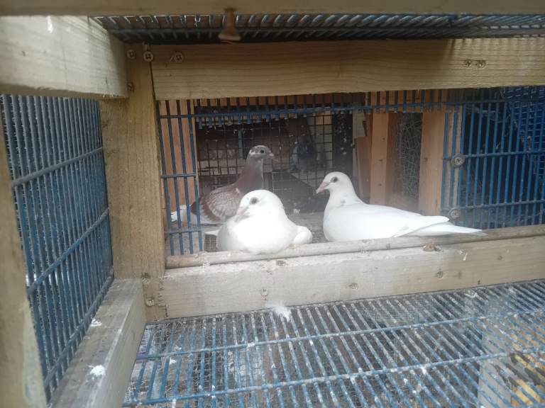 Pigeon