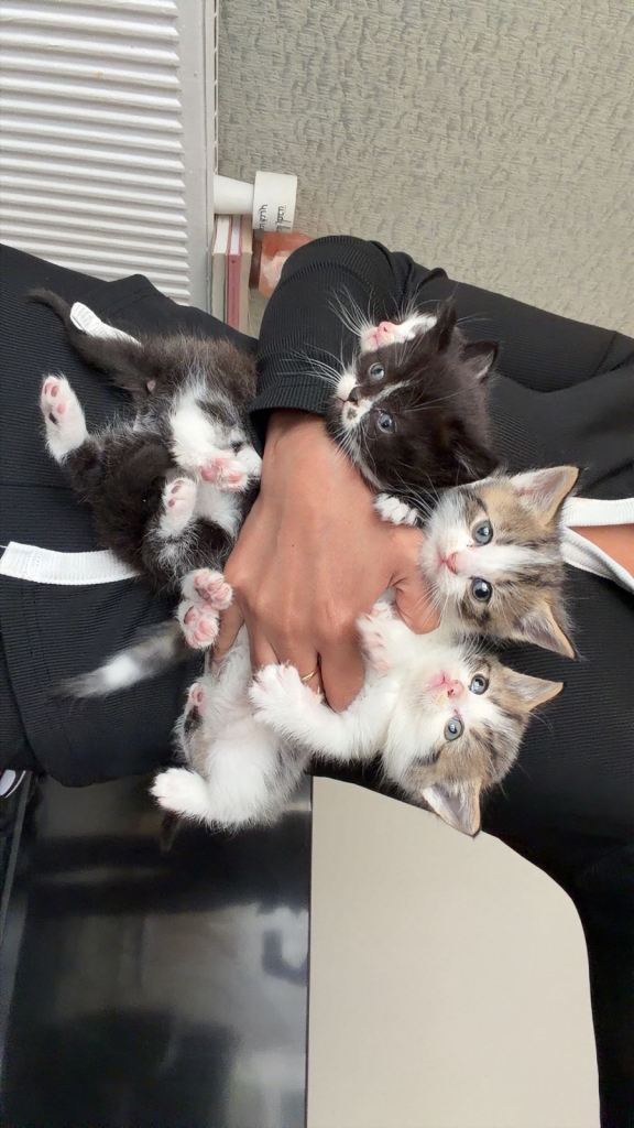 Kittens available for new home