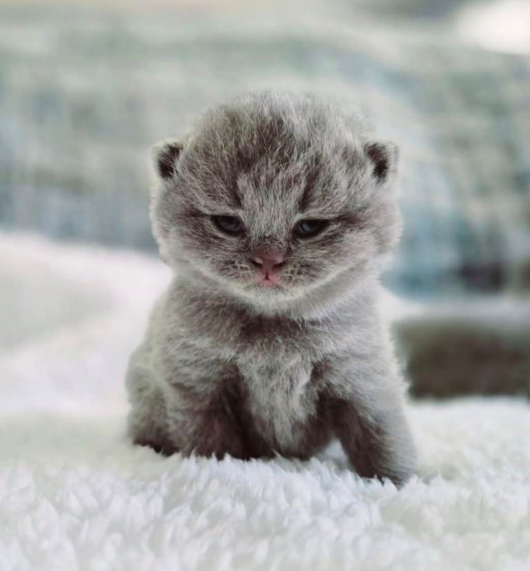 Stunning Pedigree British short hair kittens 