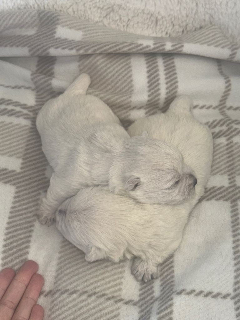 West highland terrier puppies for sale 