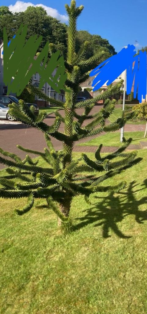 Monkey puzzle tree well established ideal landscape project or garden centre 