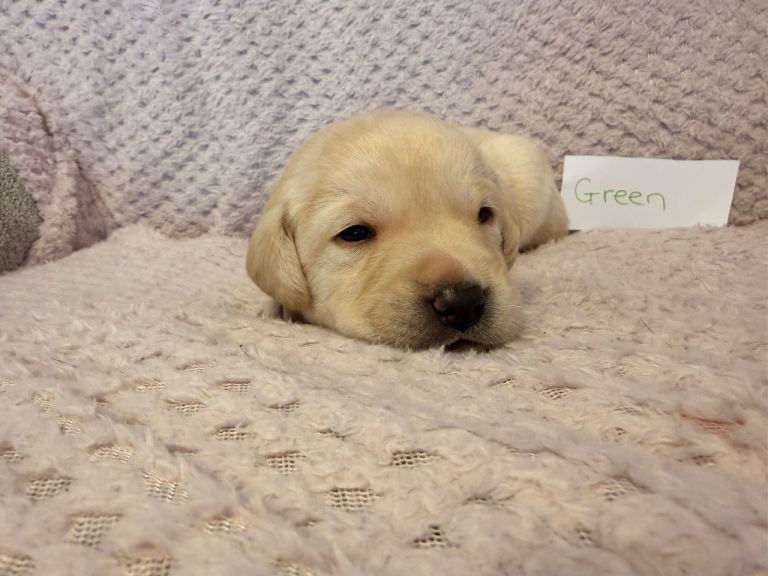 Labrador retriever puppies 