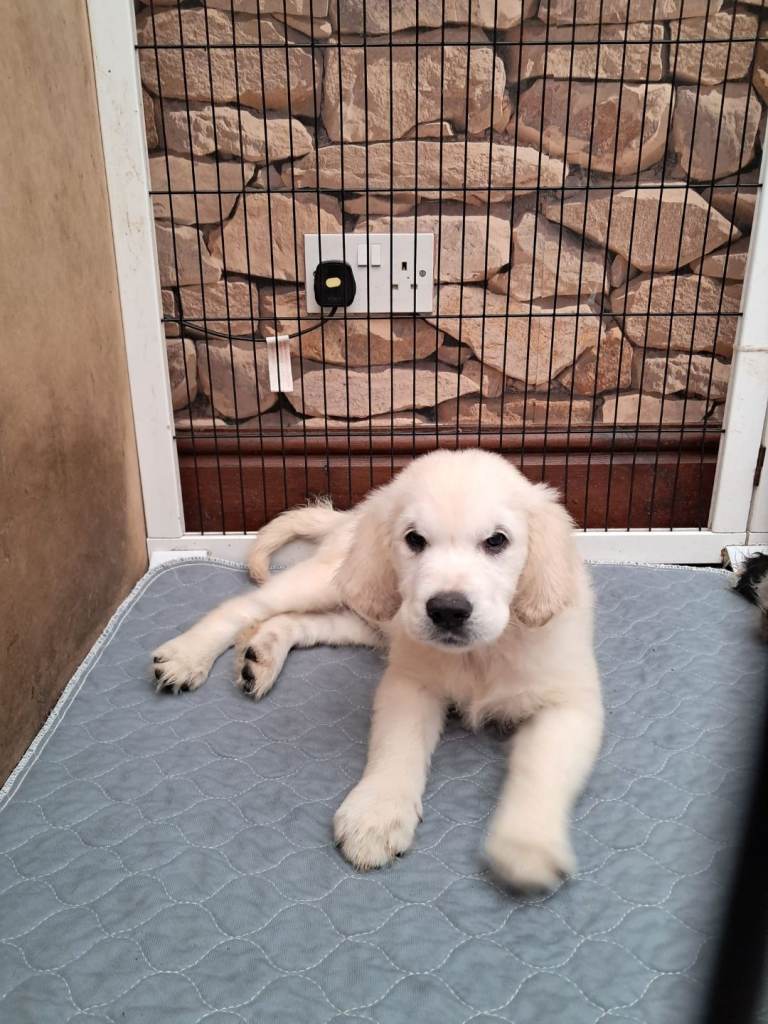 One Very Special Little Girl Looking For Her Forever Home