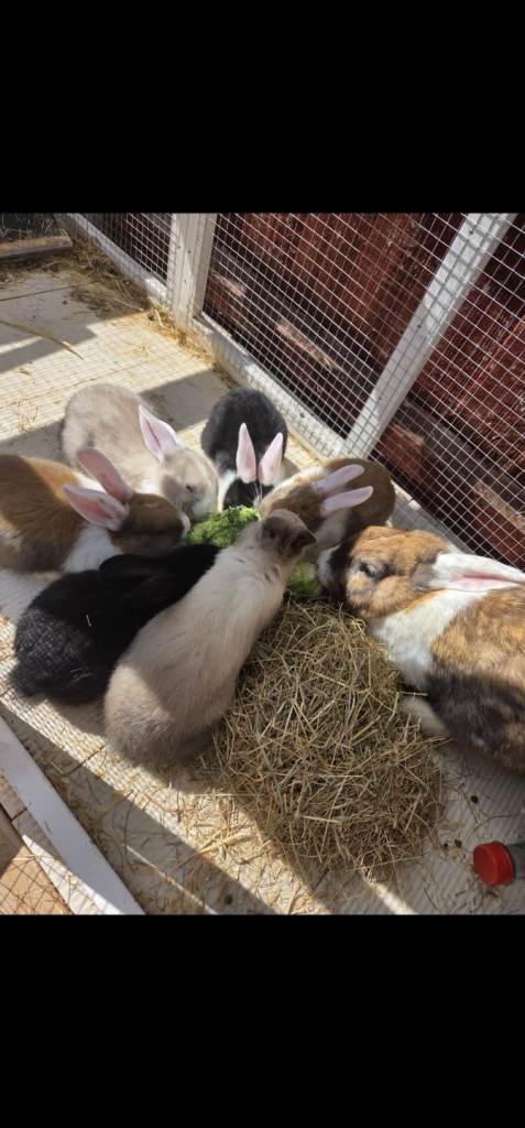 Bunnies 