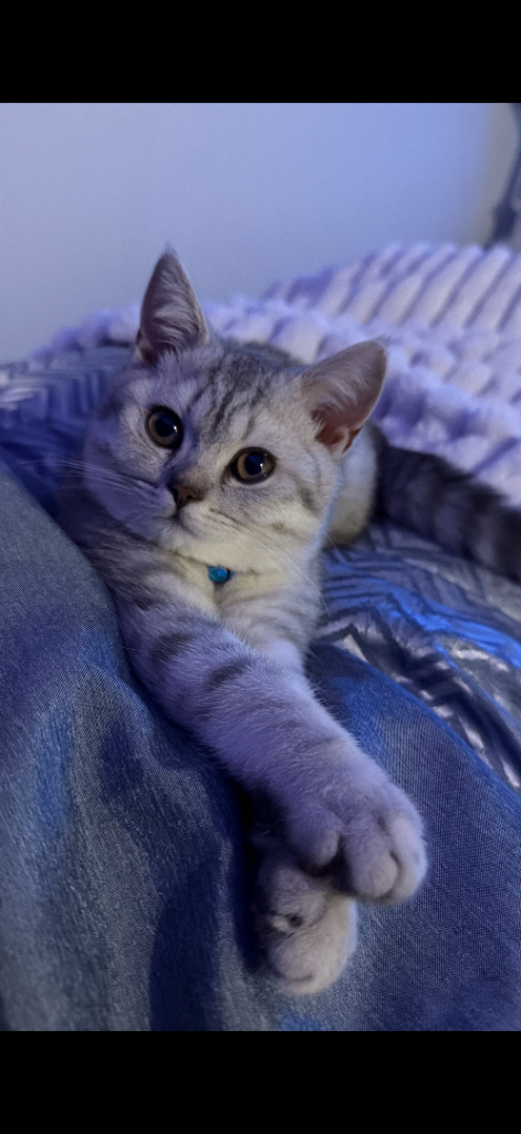 Stunning Male British Short Hair Kitten