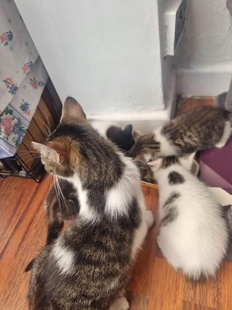 Kittens for sale 