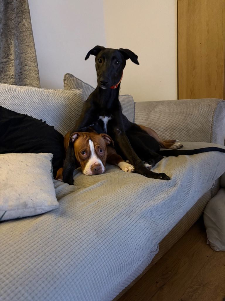lurcher cross greyhound 