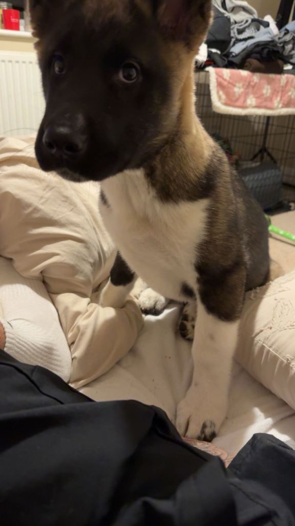 American Akita girl 