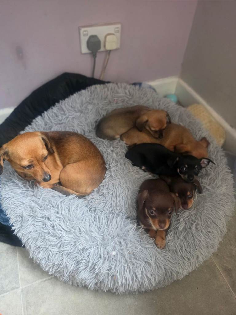 Chiweenie puppies