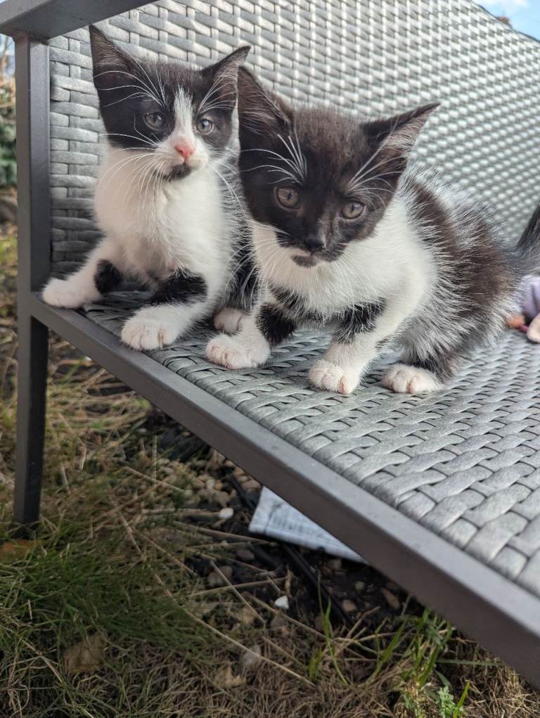 Kittens