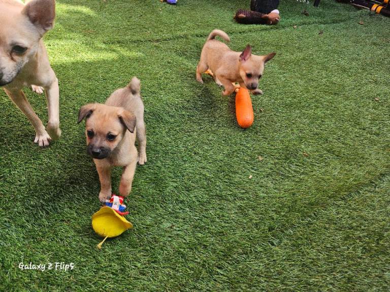 Miniature Pinscher Mix Puppies 🐶❤️