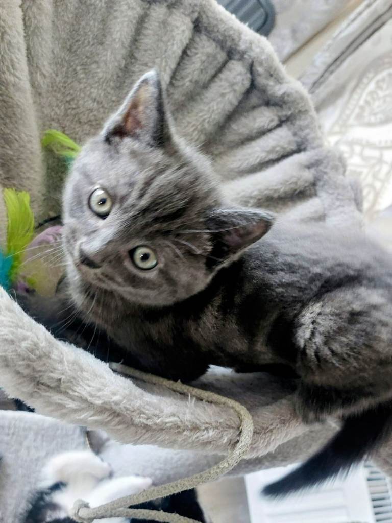 Kittens