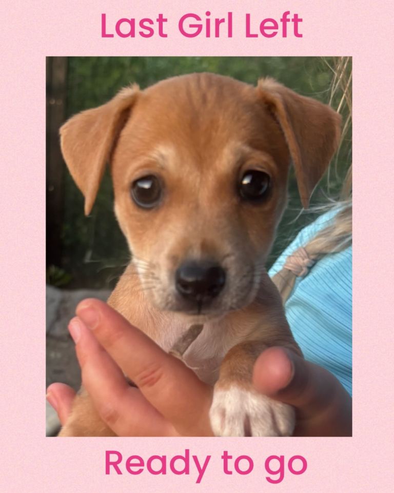🐶 Beautiful 10-Week-Old Female Jack Russell Terrier Puppy Looking for Her Forever Home 🏡