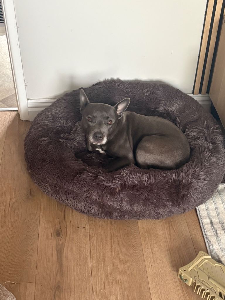 Staffy 