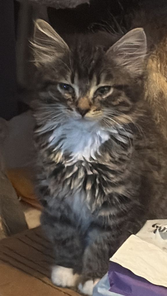 9 week old female kitten 