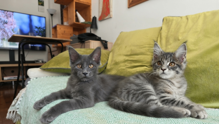 Maine coon kittens