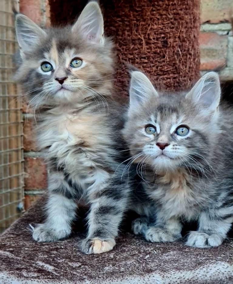Pedigree tica registered mainecoon kittens