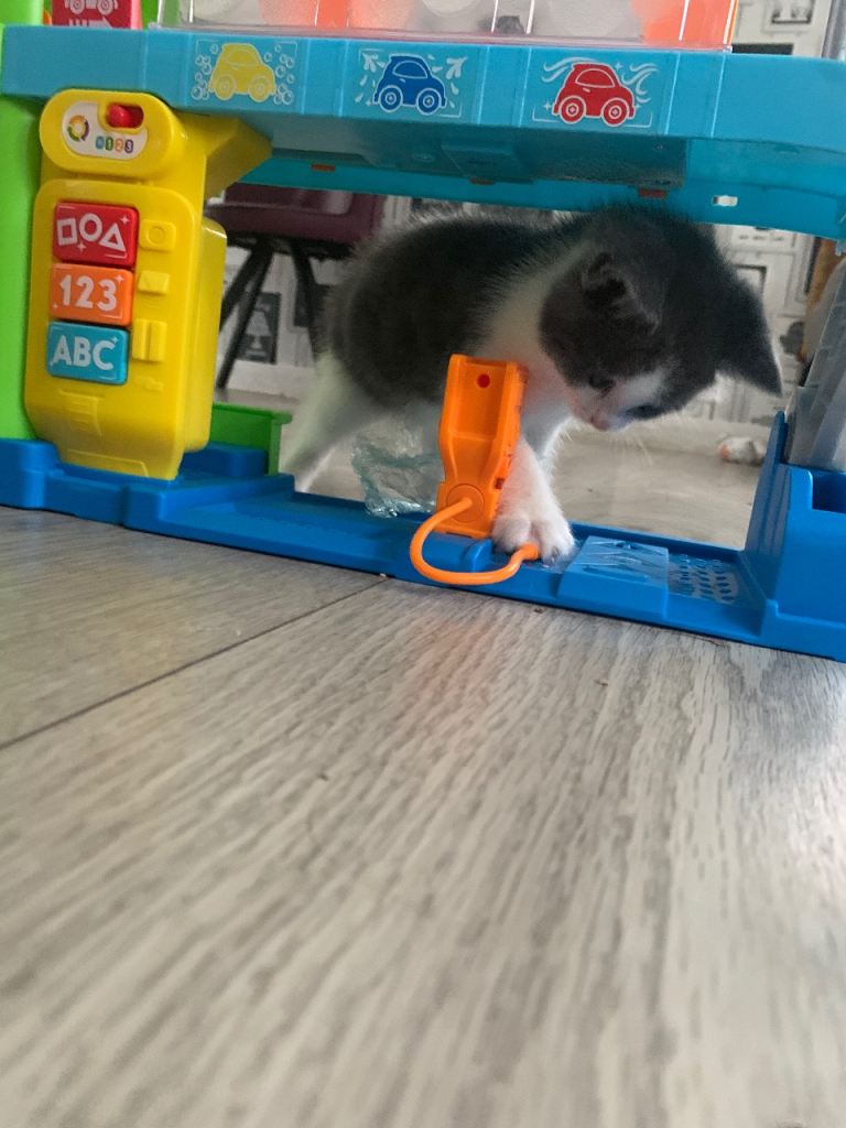 Kitten