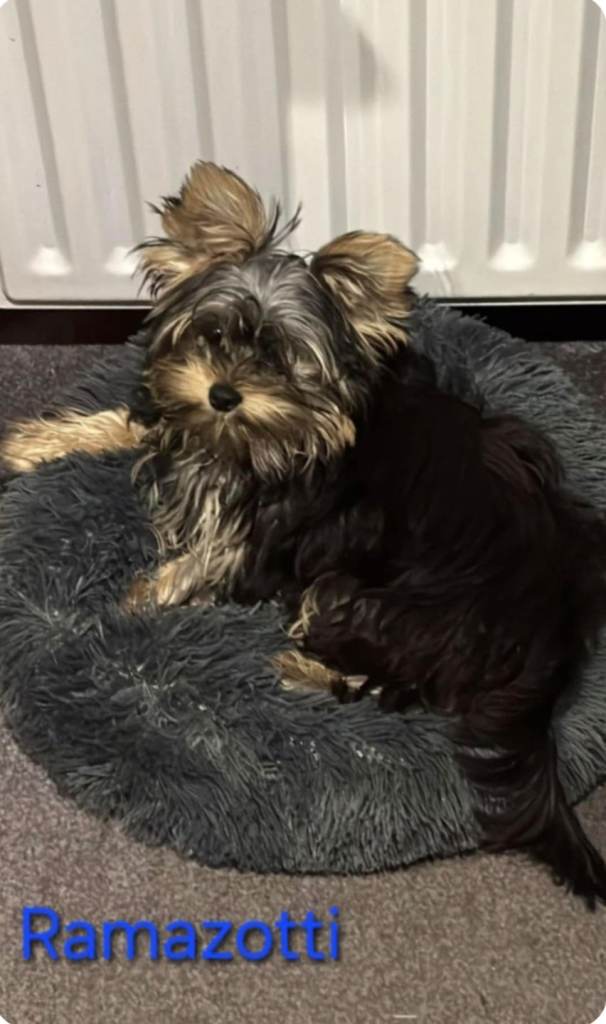Yorkshire Terrier junior for sale 