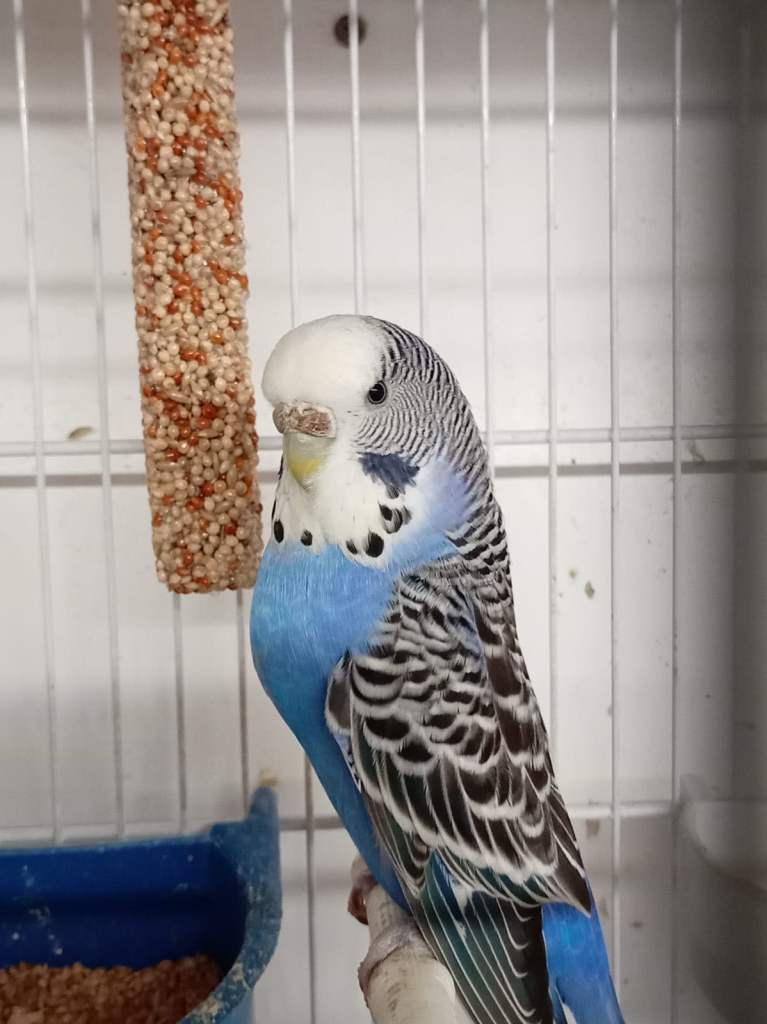 Adult Female budgie