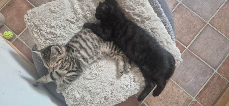 2 kittens £150 each. 