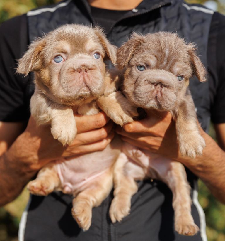 FLUFFY FRENCH BULLDOGS PINK NEW SHADE HUSKY ISABELLA