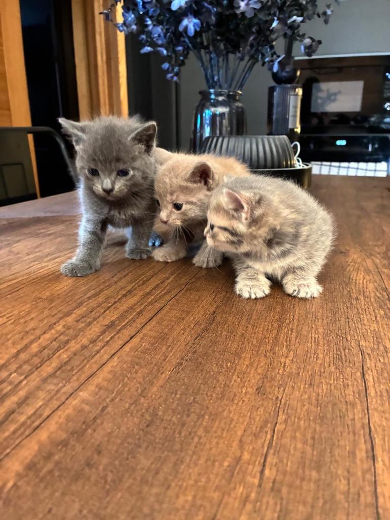 British shorthair Kittens Grey Lilac And Brown
