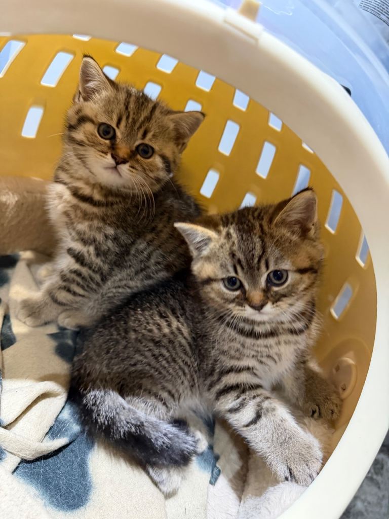 British short hair kitten 