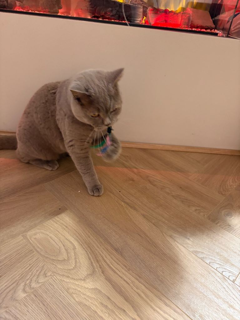 Male British Shorthair Cat