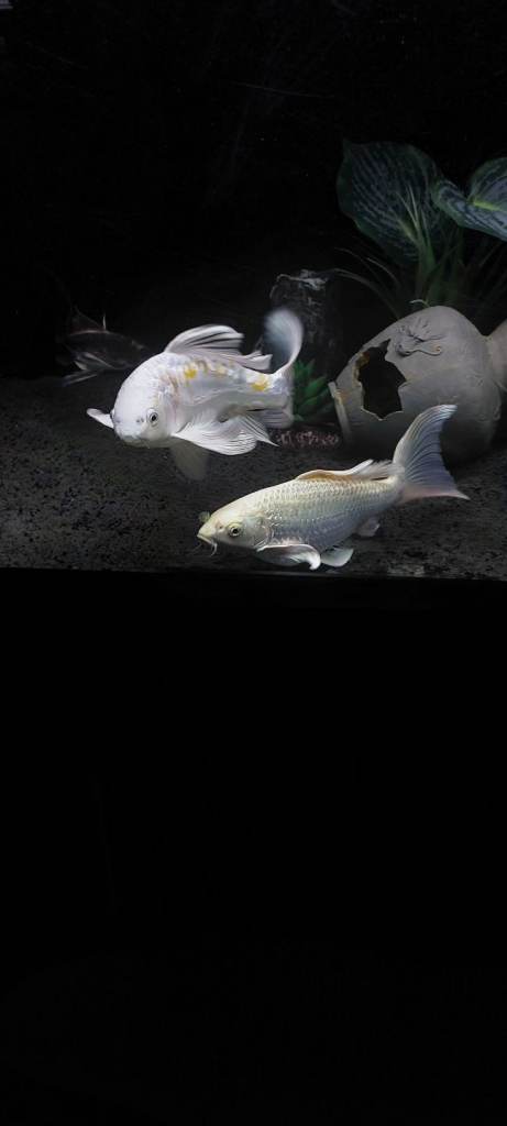 Butterfly Koi