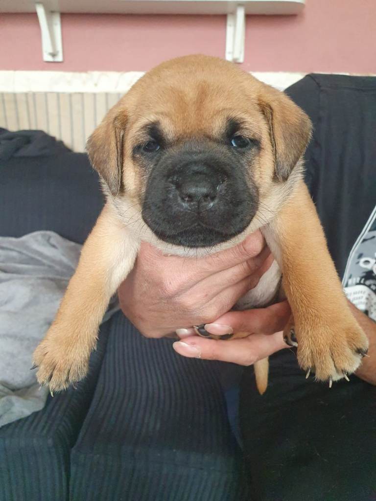 Puppys for sale