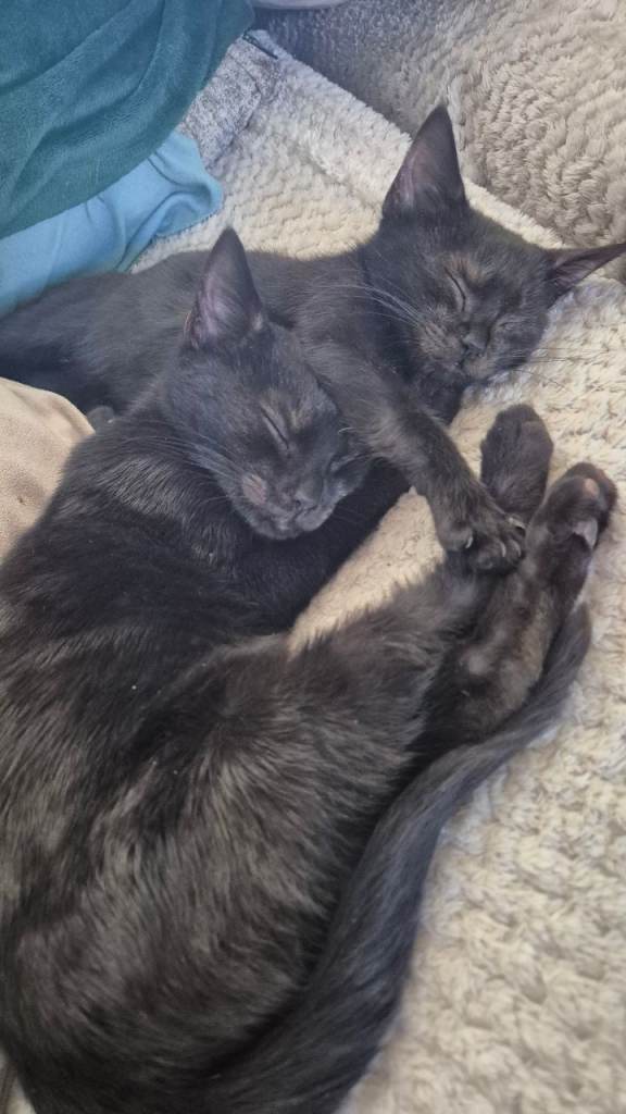 3 kittens left