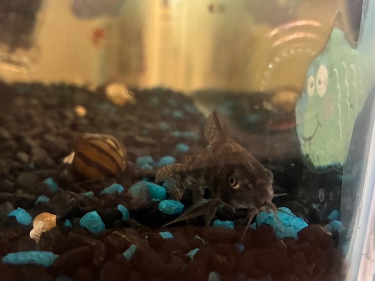 Fish with small tank and pump 