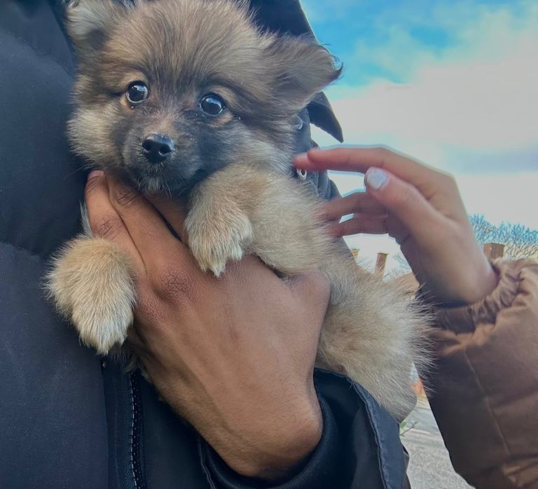 Pomeranian cute puppy 