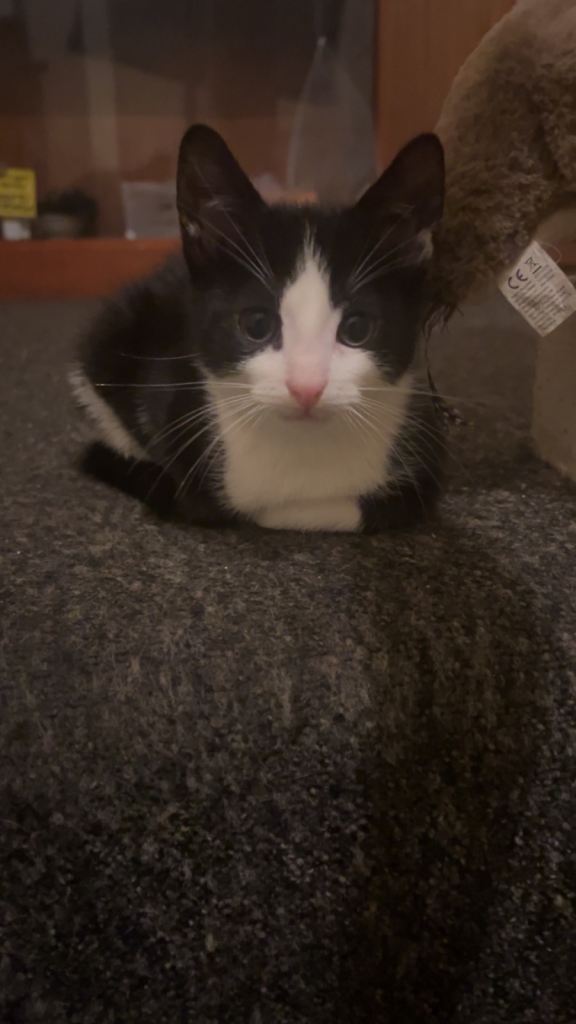 Playful loving and litter train 