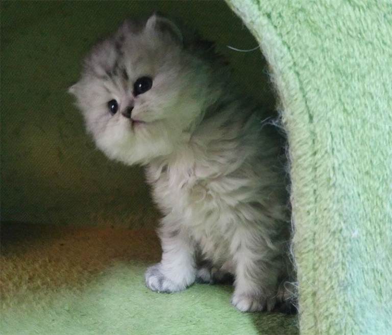 Pedigree, healthy persian kittens